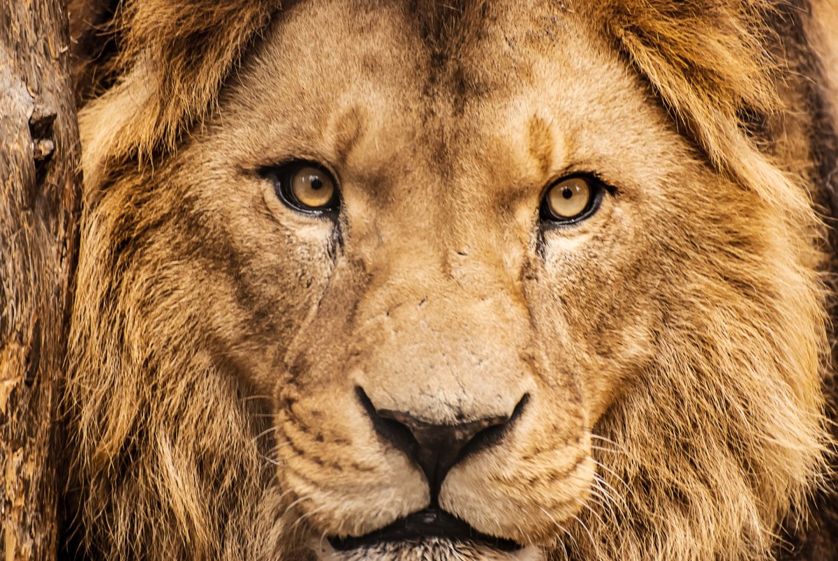 Абстракция животные