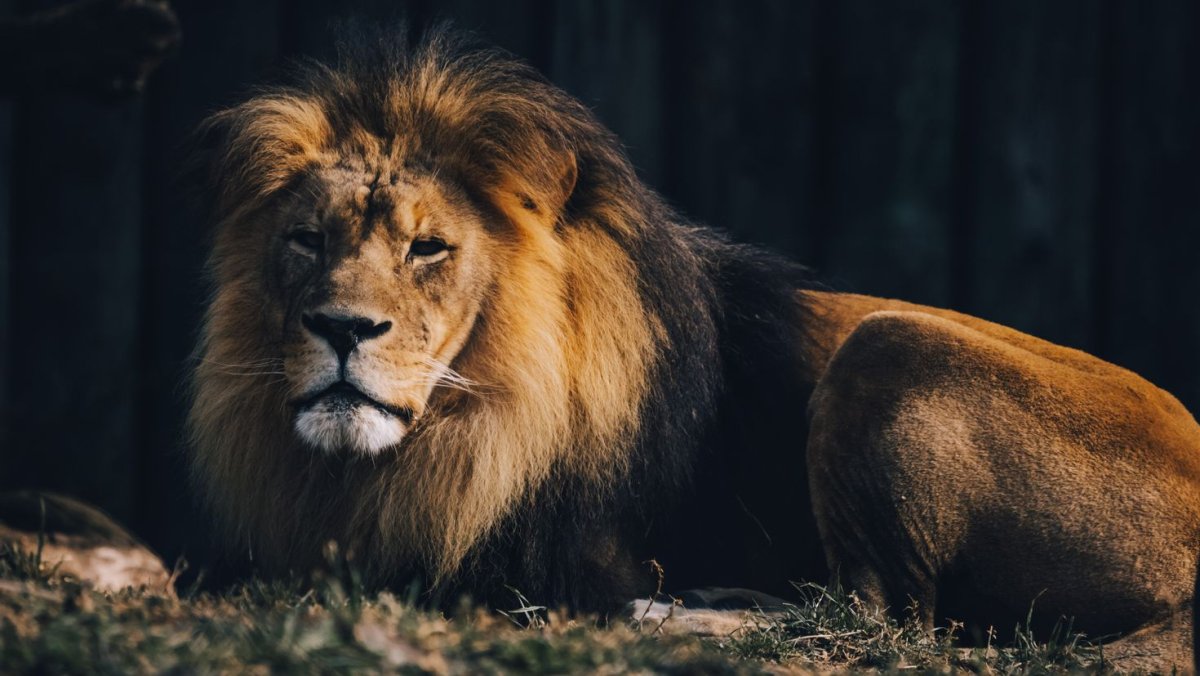 Фотообои животные Лев