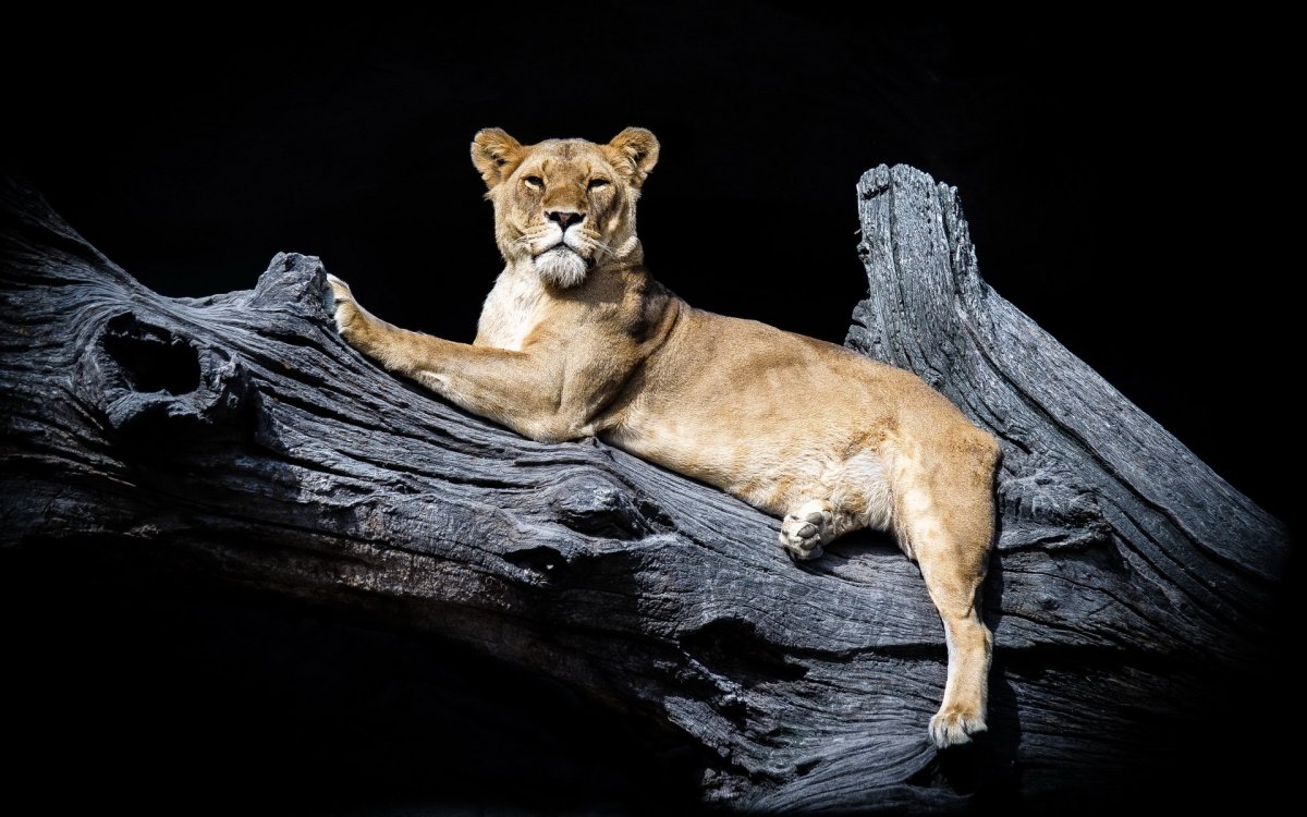 Жуки маленькие монстры