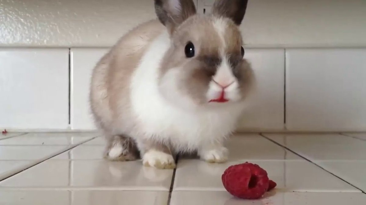 Животные gif