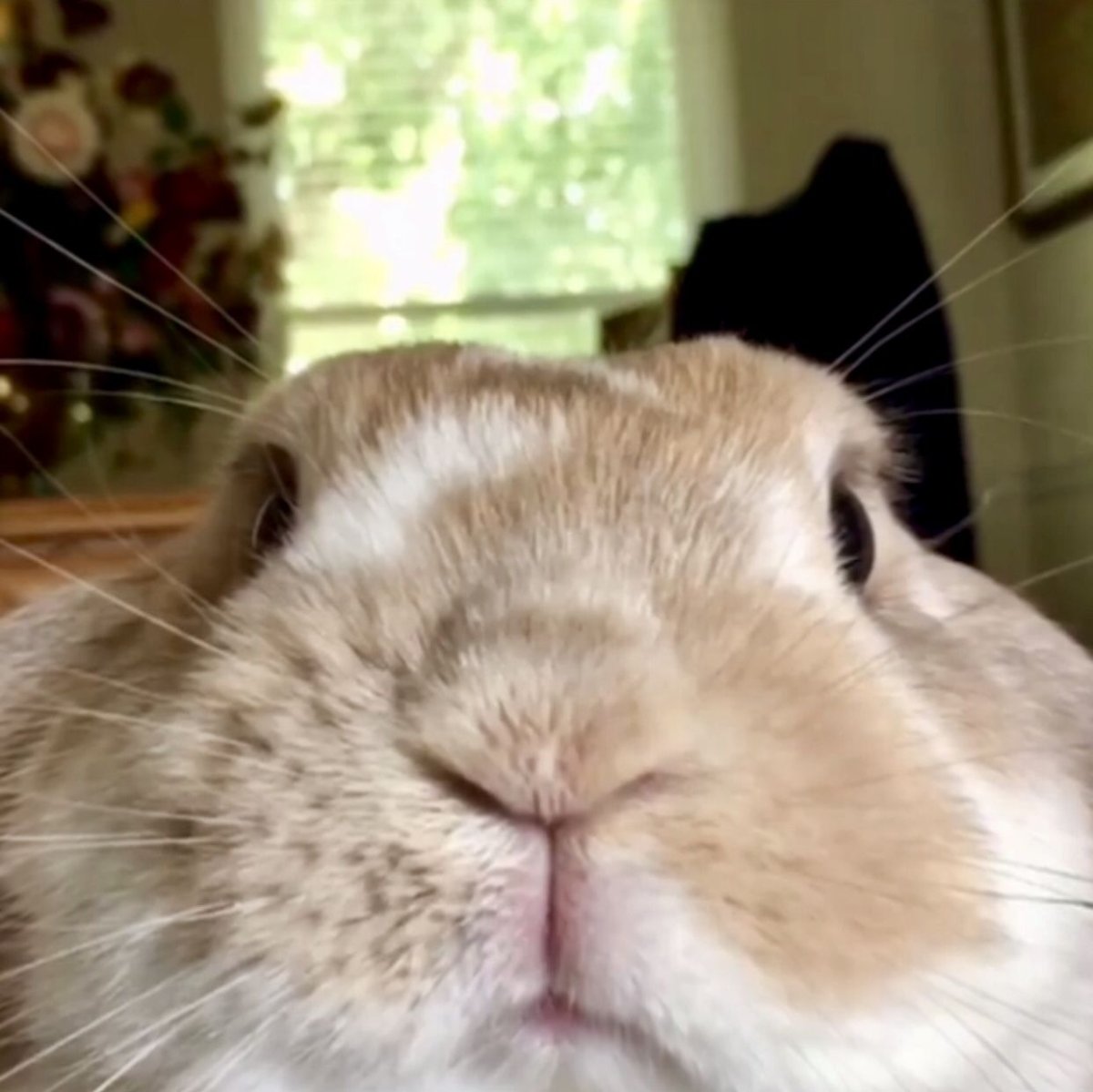 Селфи зайца