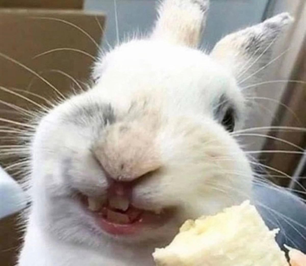 Довольный кролик