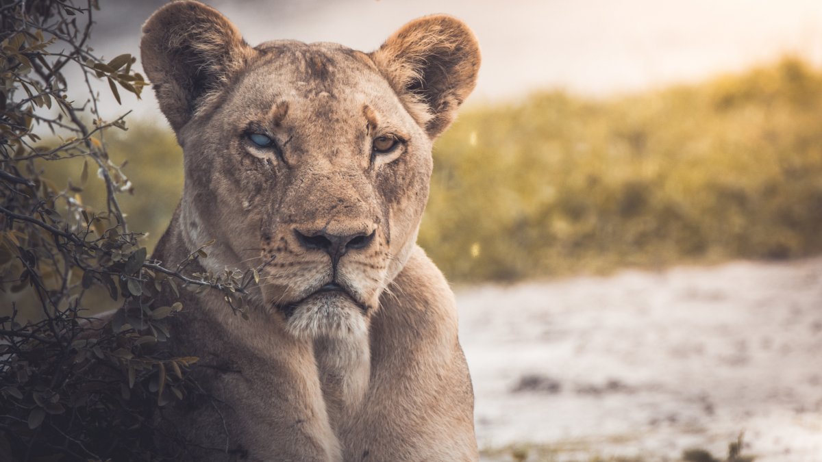 Aaron Blaise животные