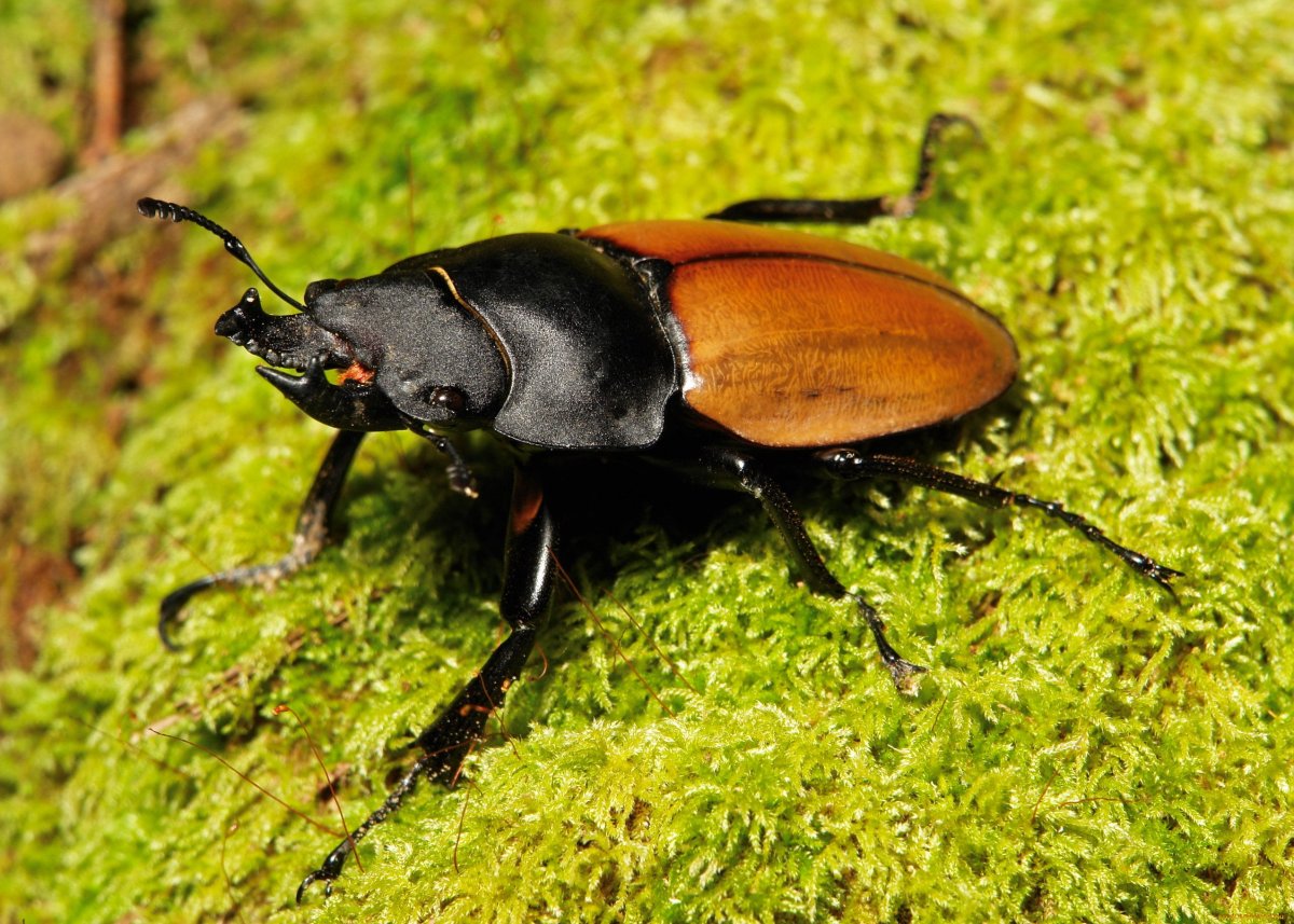 Ветчинный Жук