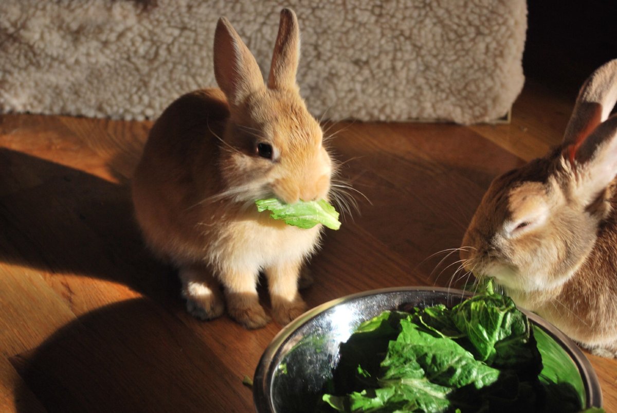Кролик кушает