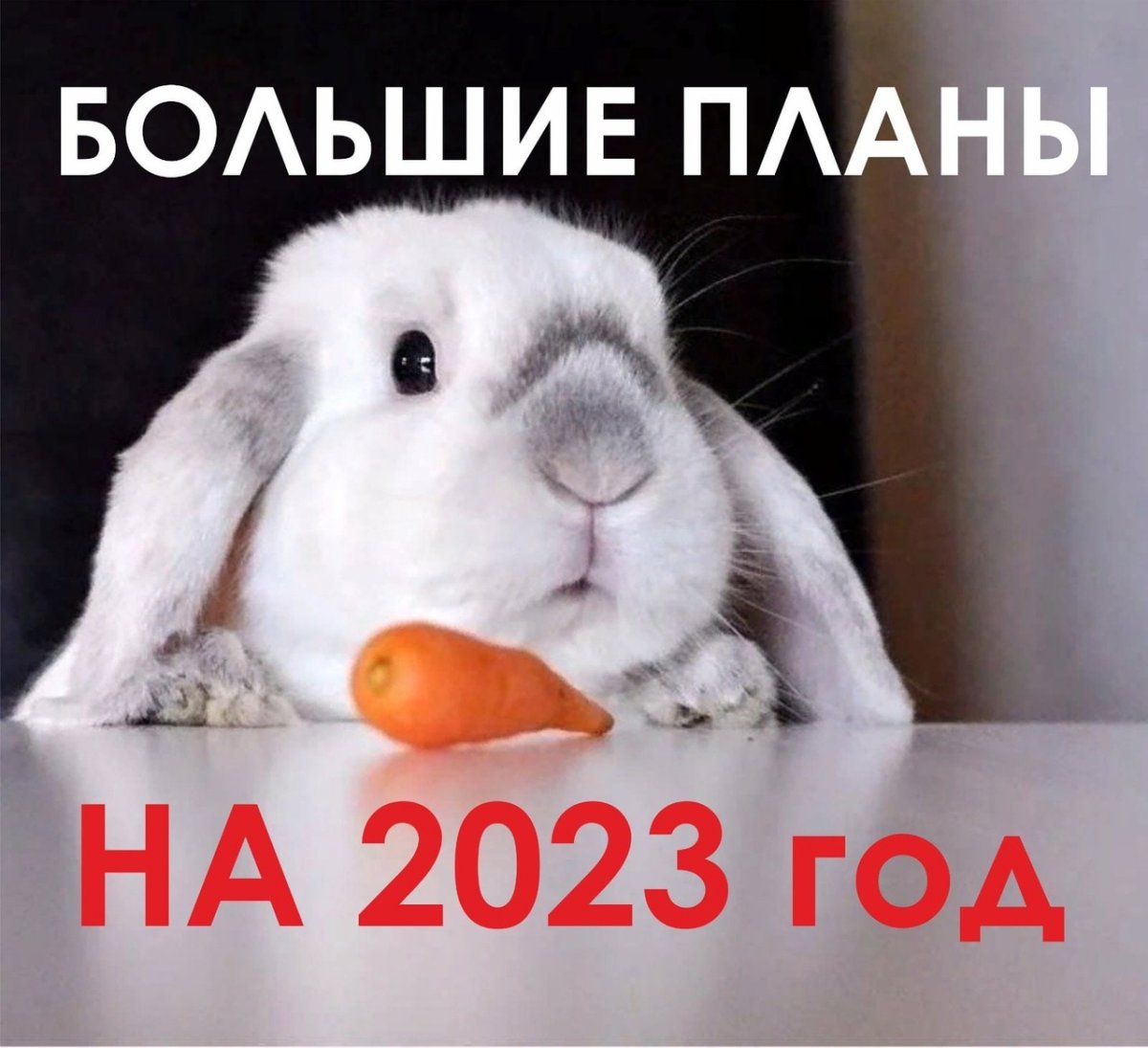 Голландский вислоухий кролик