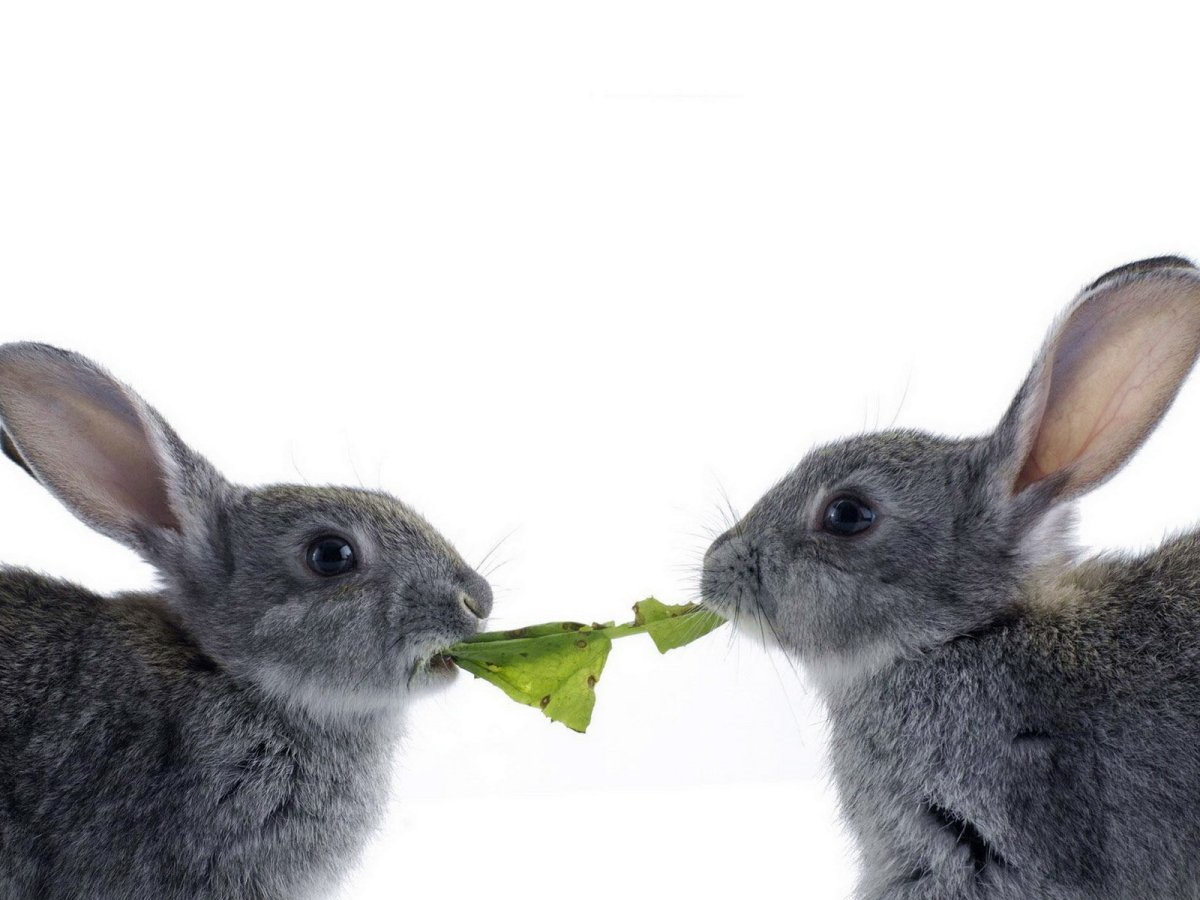 Заяц на белом фоне