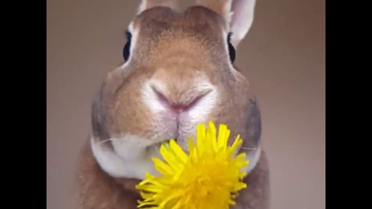 Кролик жует