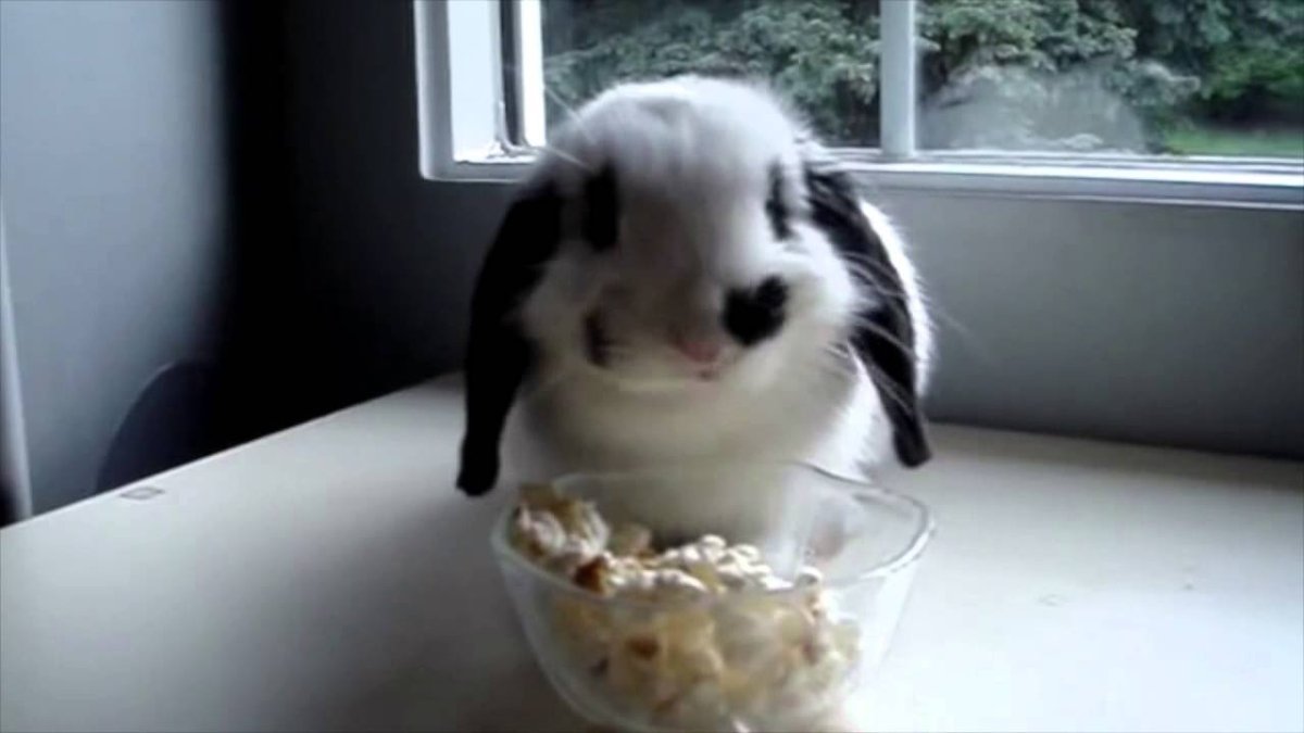 Смешной кролик гиф