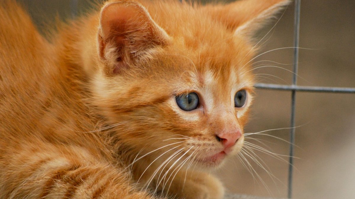 Смешной рыжий котенок