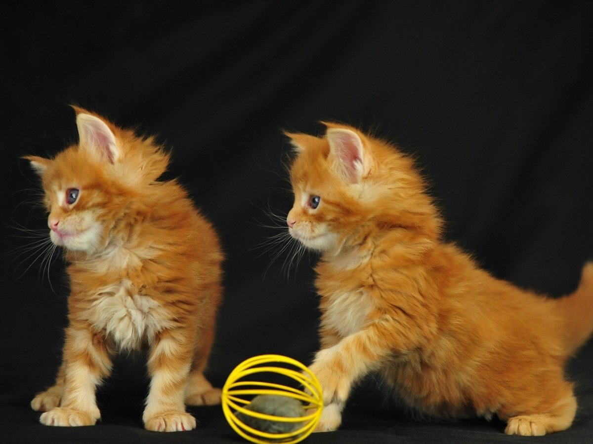 Семья Мейн кунов рыжих