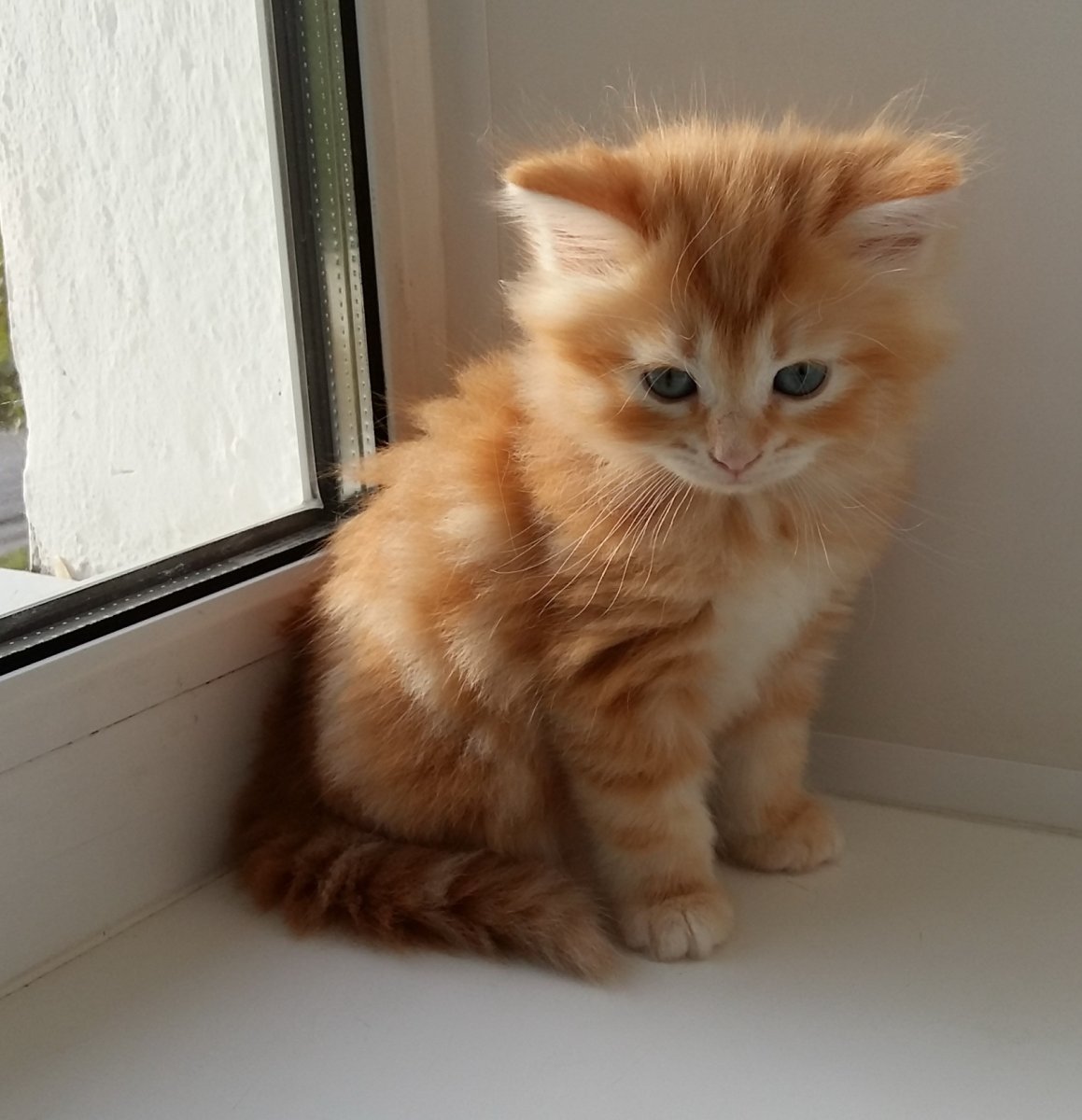 Сибирский Мейн кун рыжий