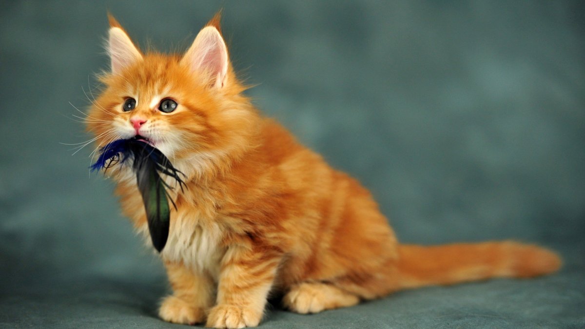 Серо рыжий котенок