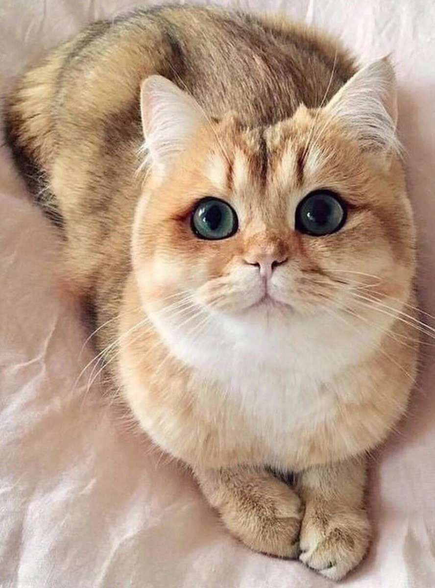 Британская длинношерстная кошка смузи котята