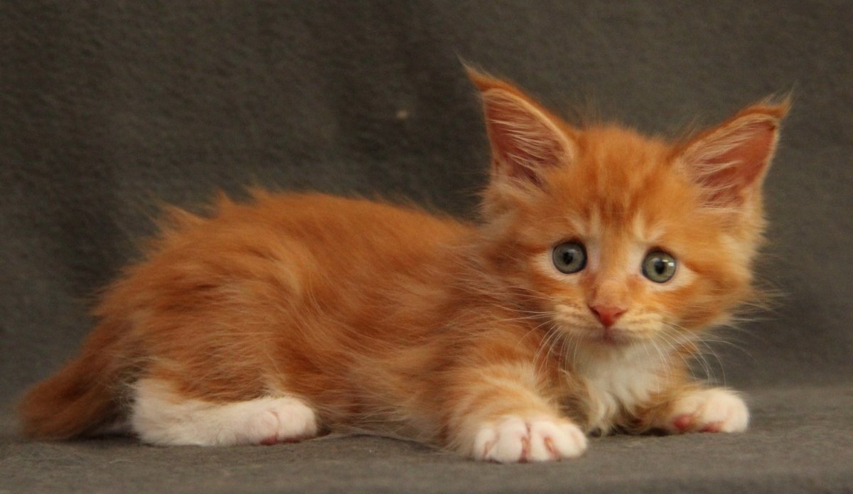 Кот рыжий порода Хосико