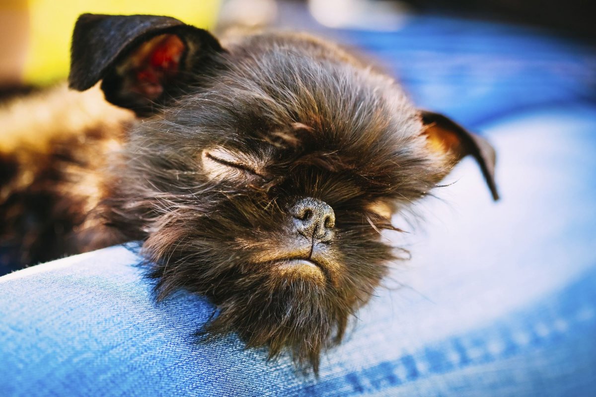 Собака Грифон спит