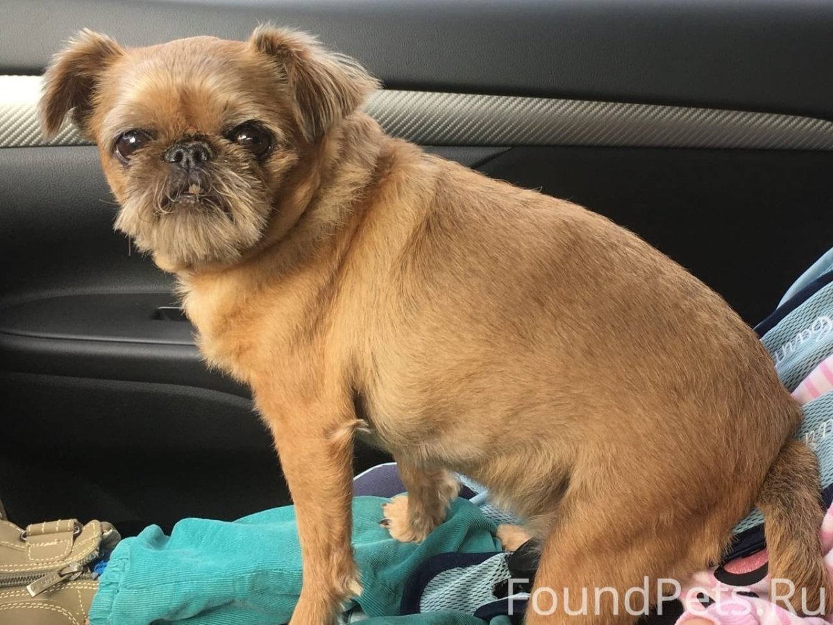 Брюссельский Грифон мудрец