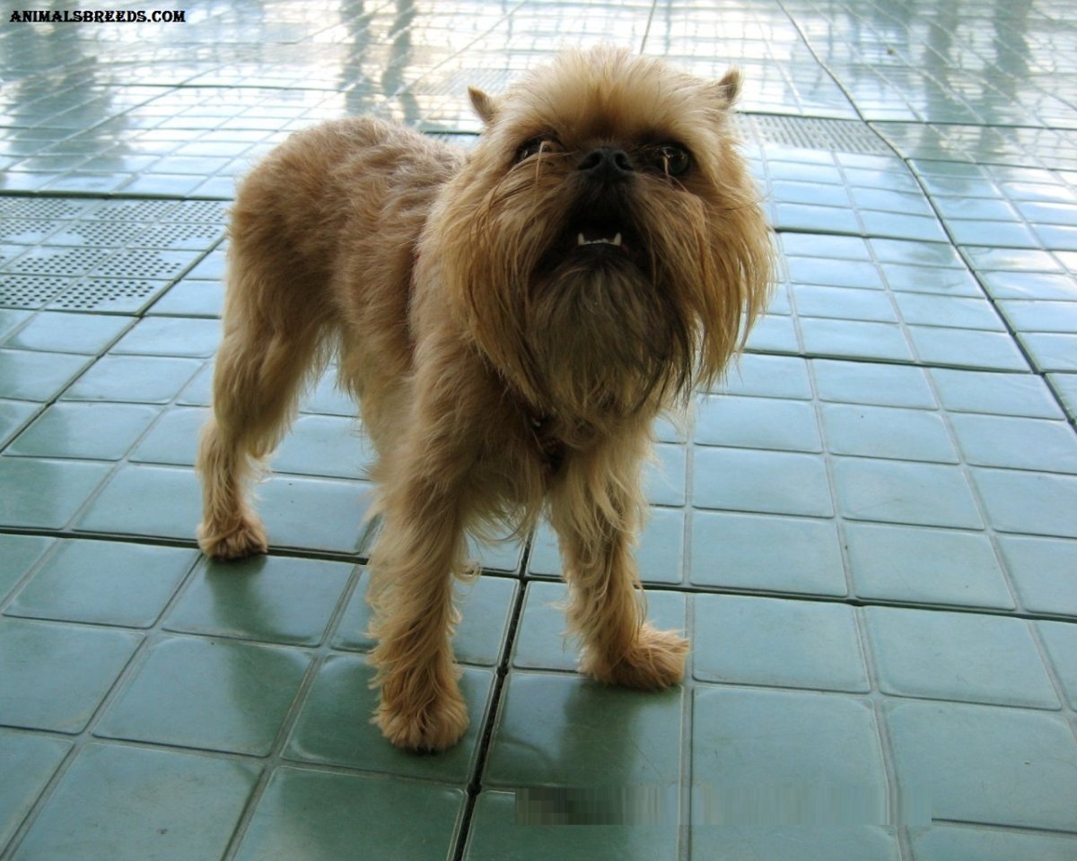 Чубакка и гриффон