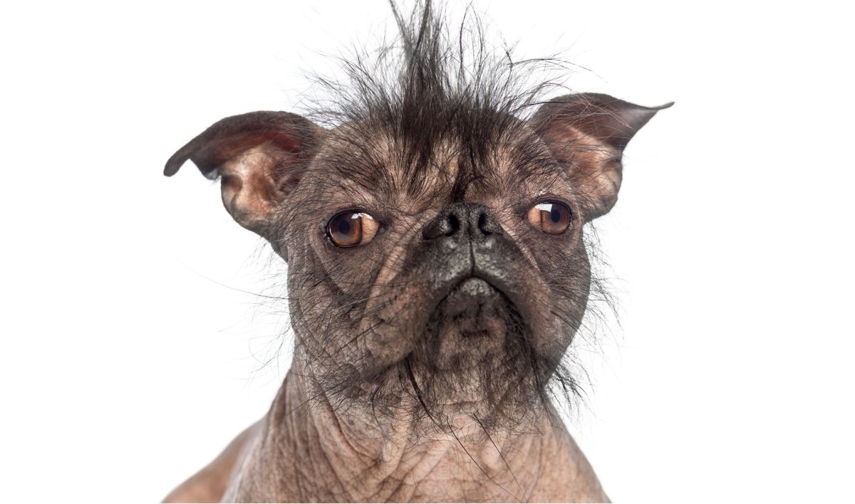 Смесь МОПСА И китайской хохлатой