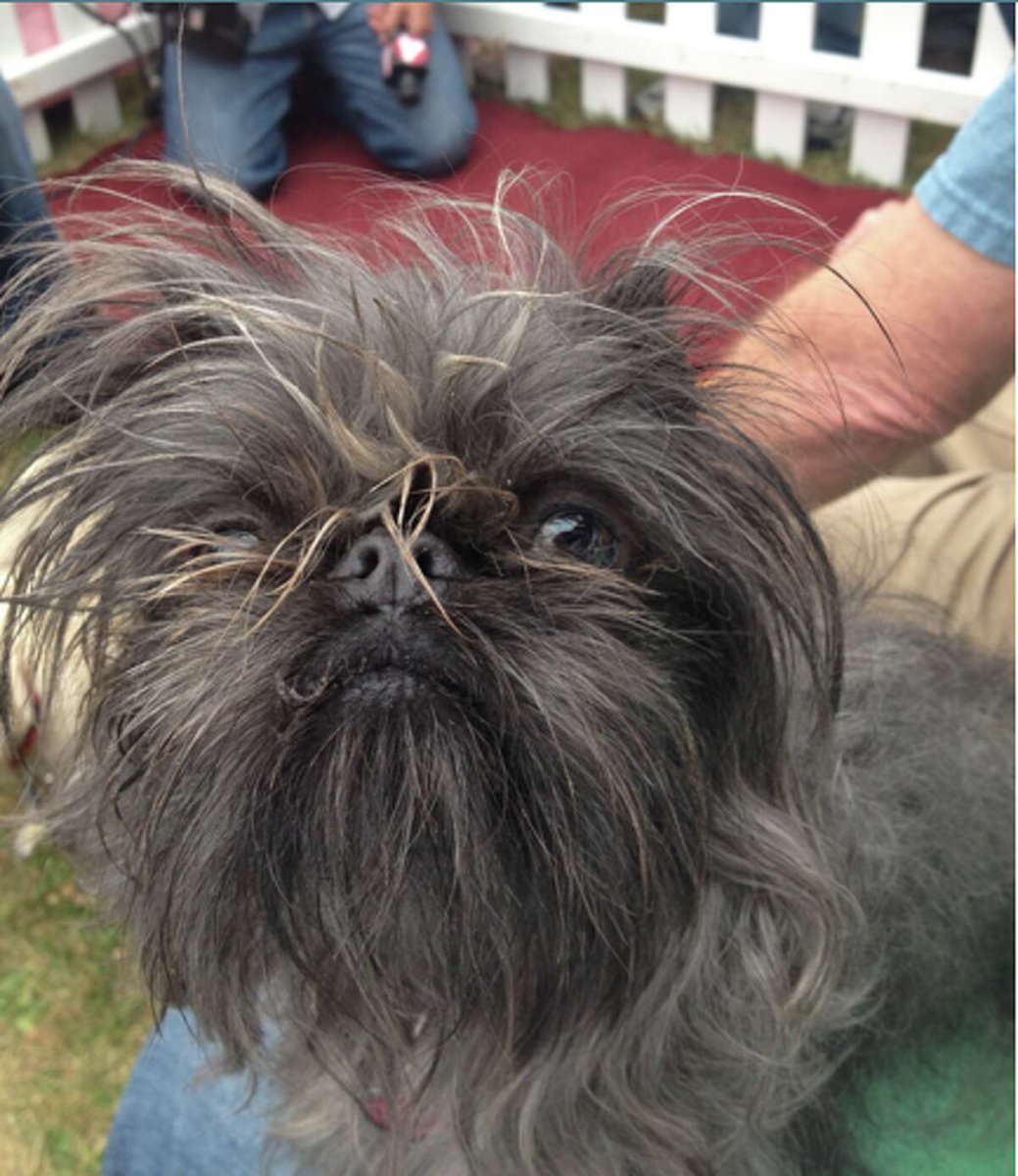 Страшная лохматая собака