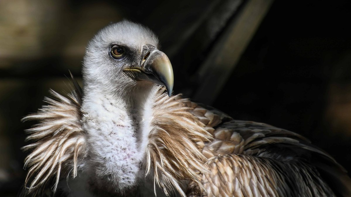 Гриффин птица