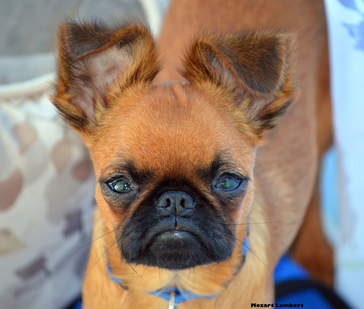 Smooth Coat Brussels Griffon