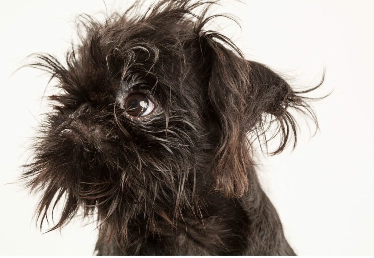 Грифон порода собаки Грифон