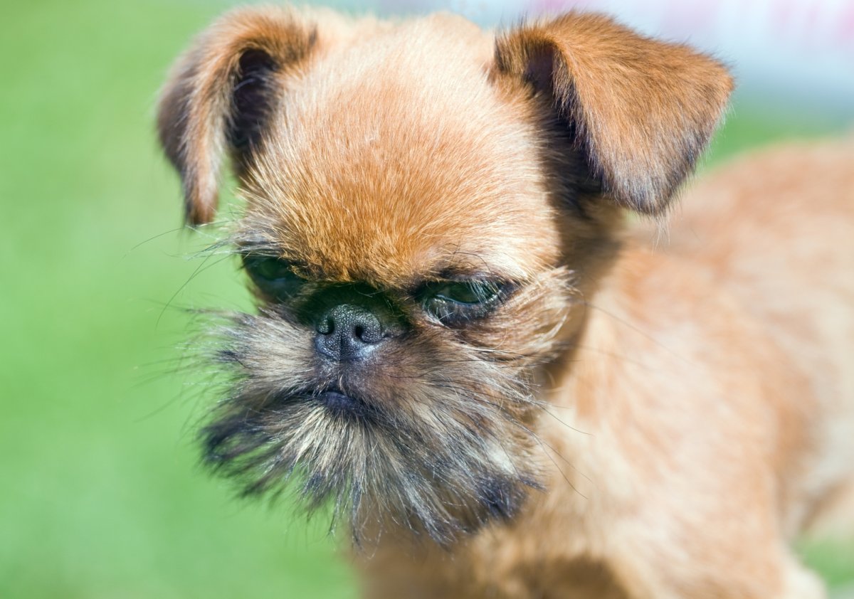 Голова брюссельского гриффона