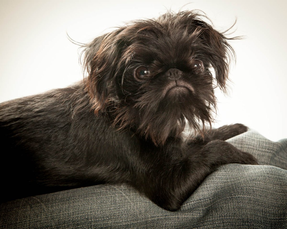 Гриффон бельгийский Брюссельский