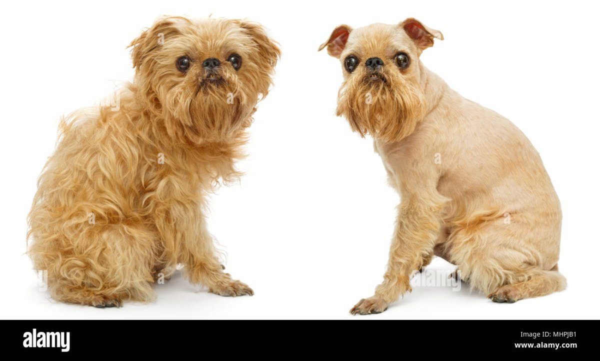 Собака Грифон до и после стрижки