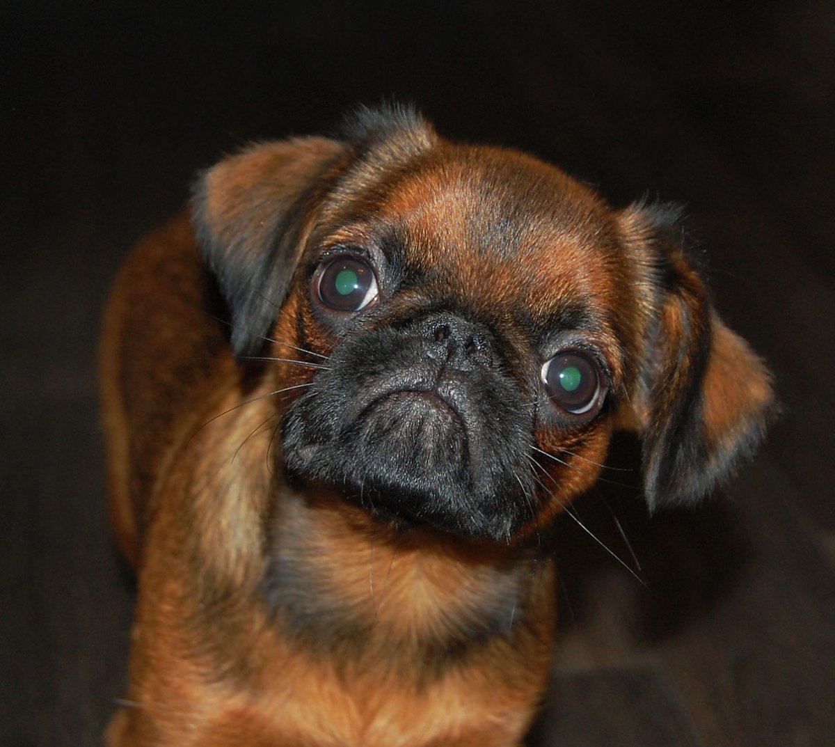 Грифон фото