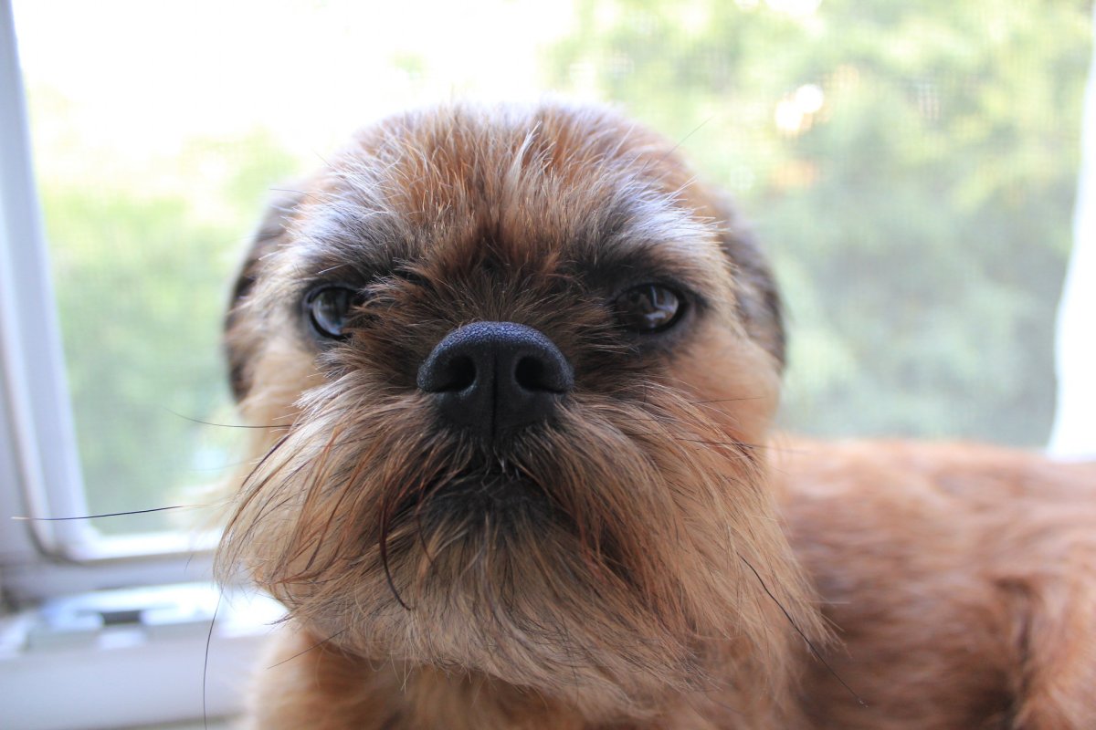 Брюссельский гриффон лысый