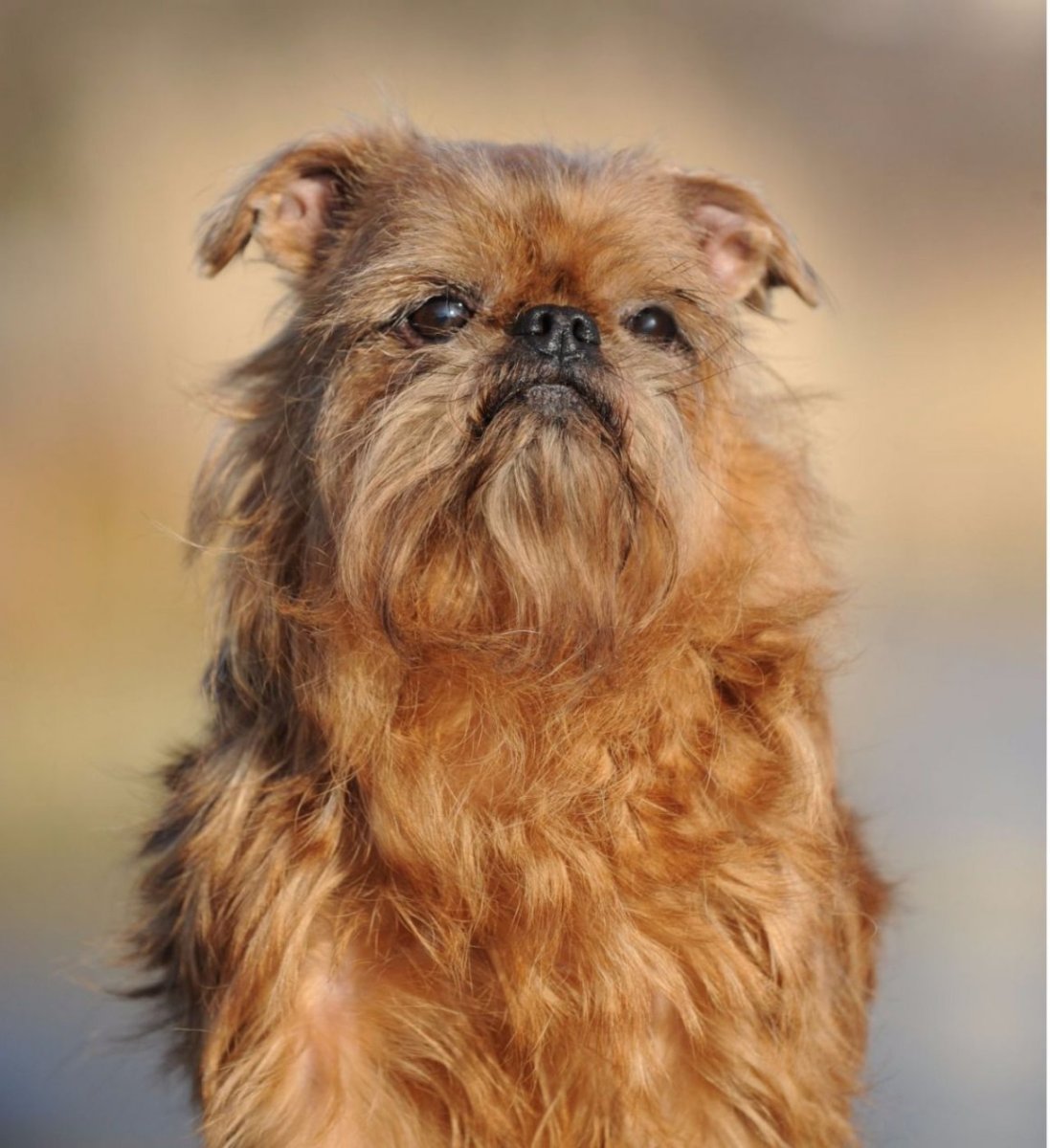 Тибетский гриффон