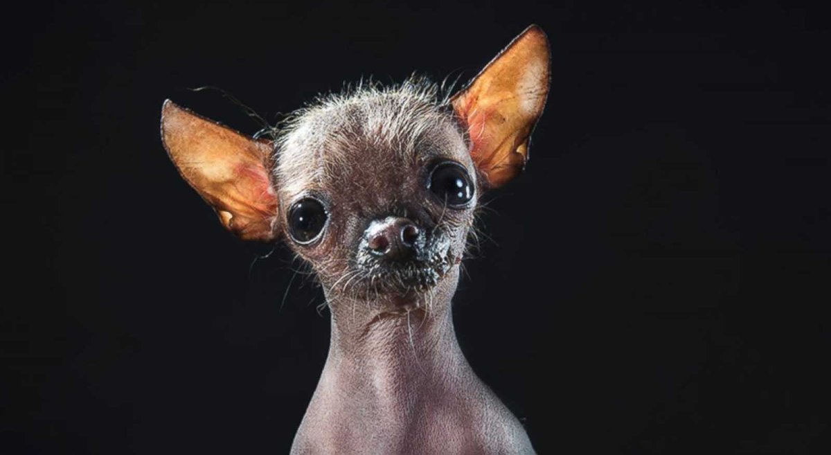 Лысый гриффон