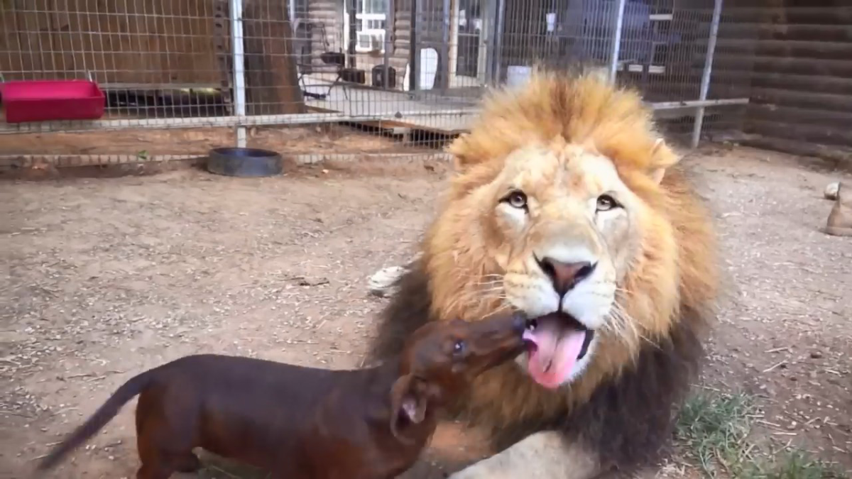 Лев Бондиггер и такса мило