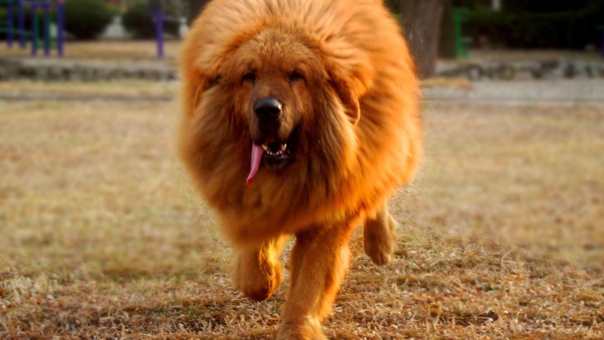 Шарпей тибетский мастиф