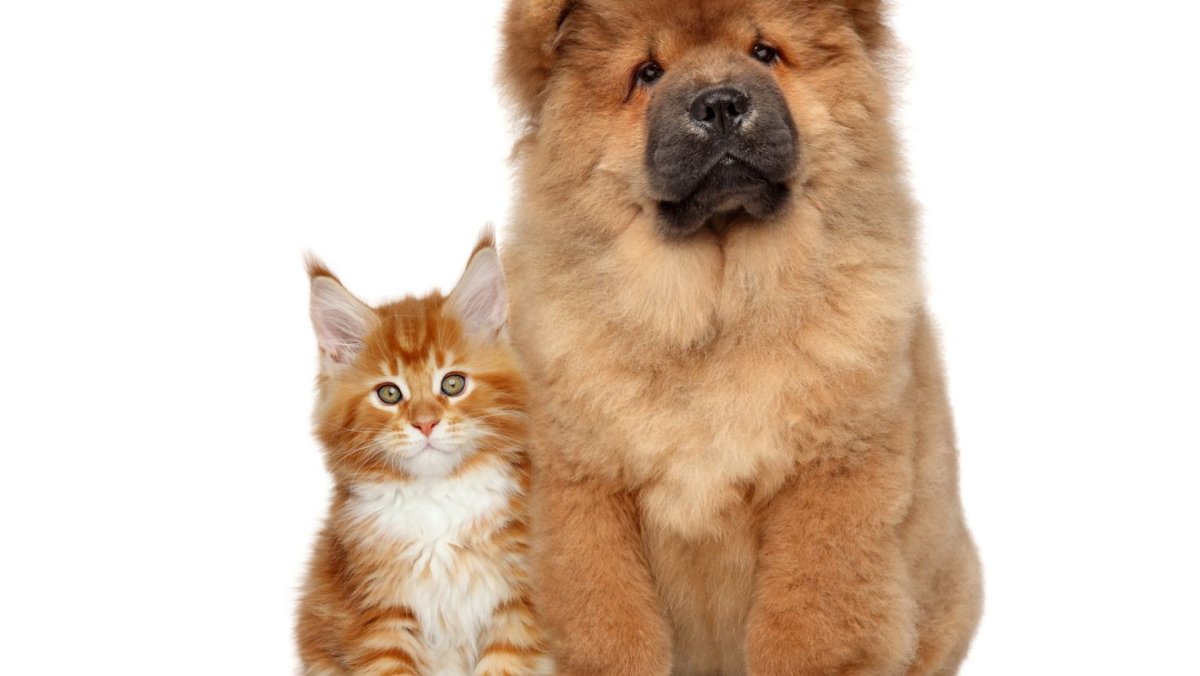 Порода собак Леонбергер