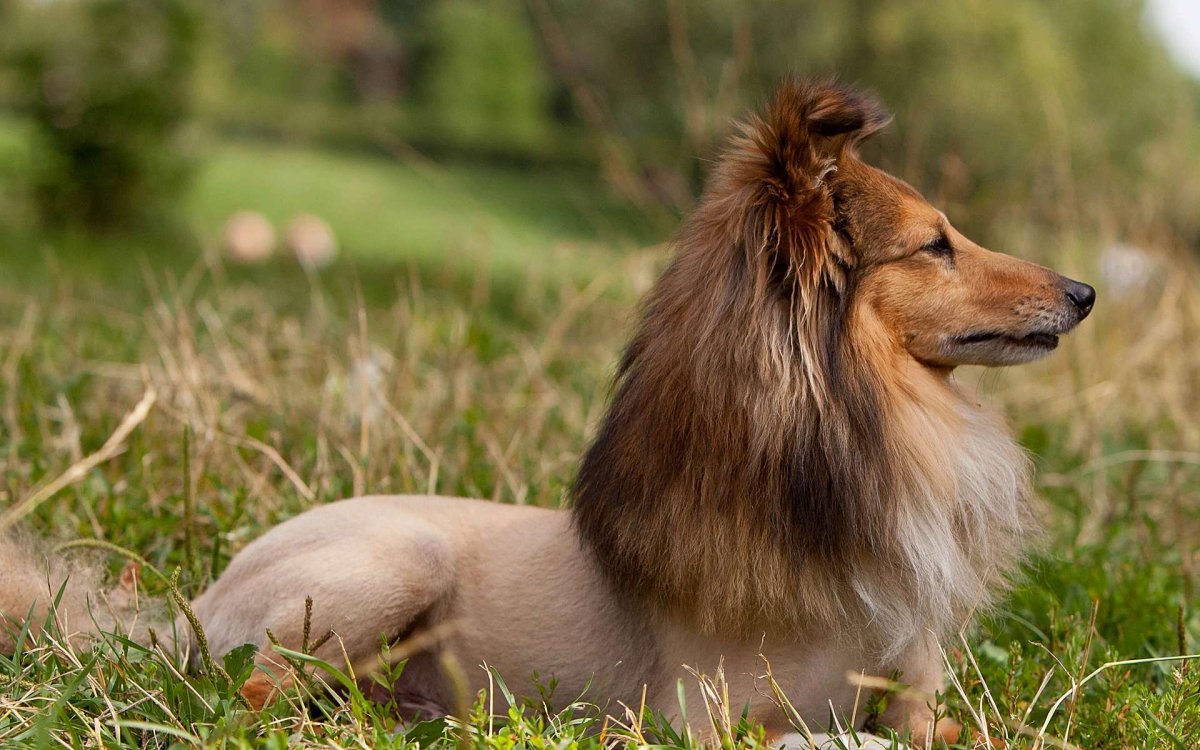 Шелти колли стриженный