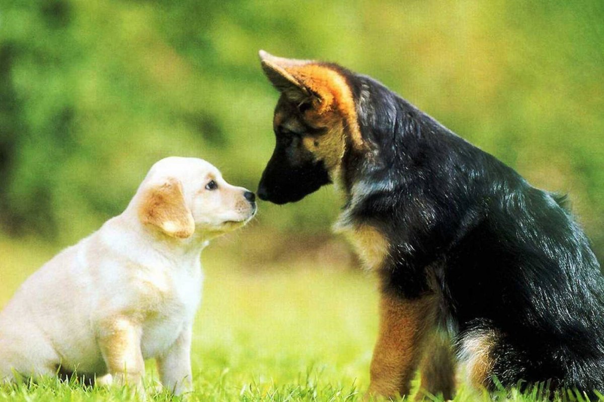 Лабрадор и немецкая овчарка