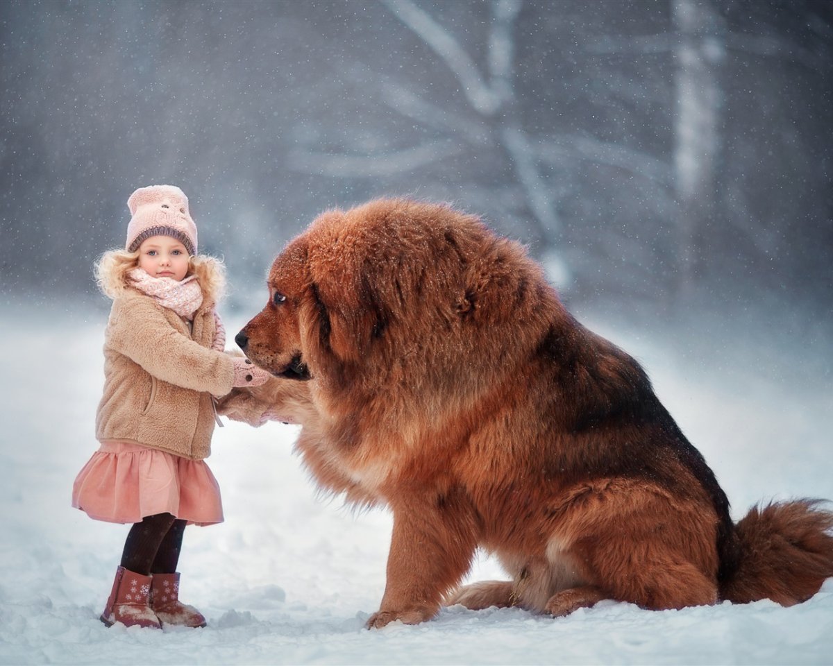 Тибетский мастиф маленький