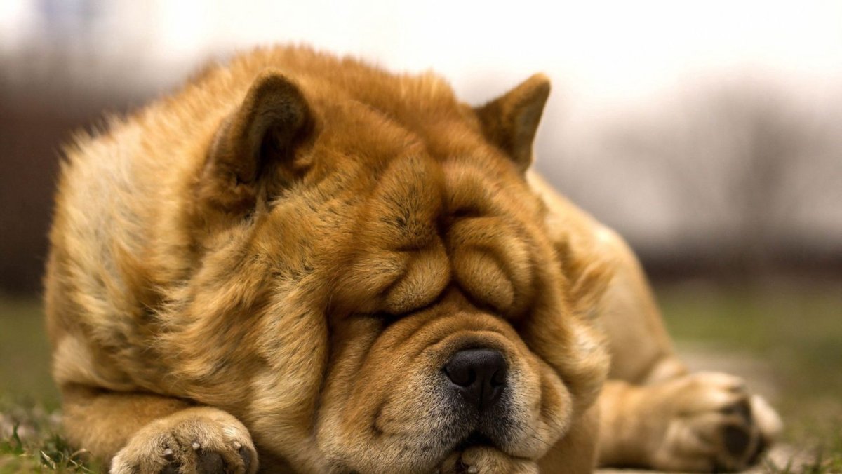 Чау-чау собака