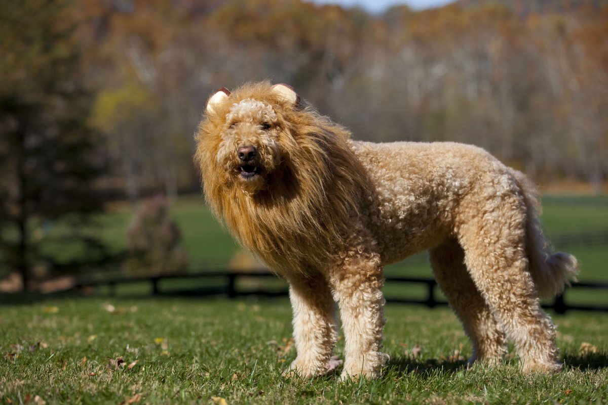 Голден пудель