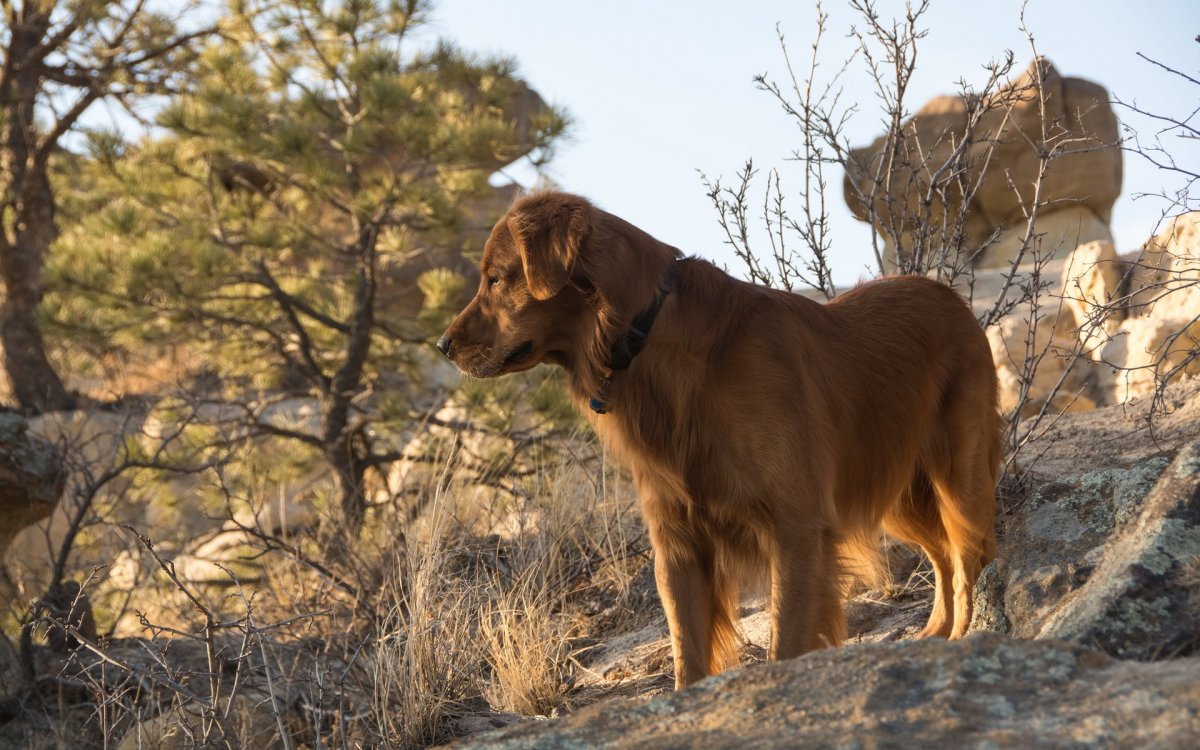 Живая природа собака