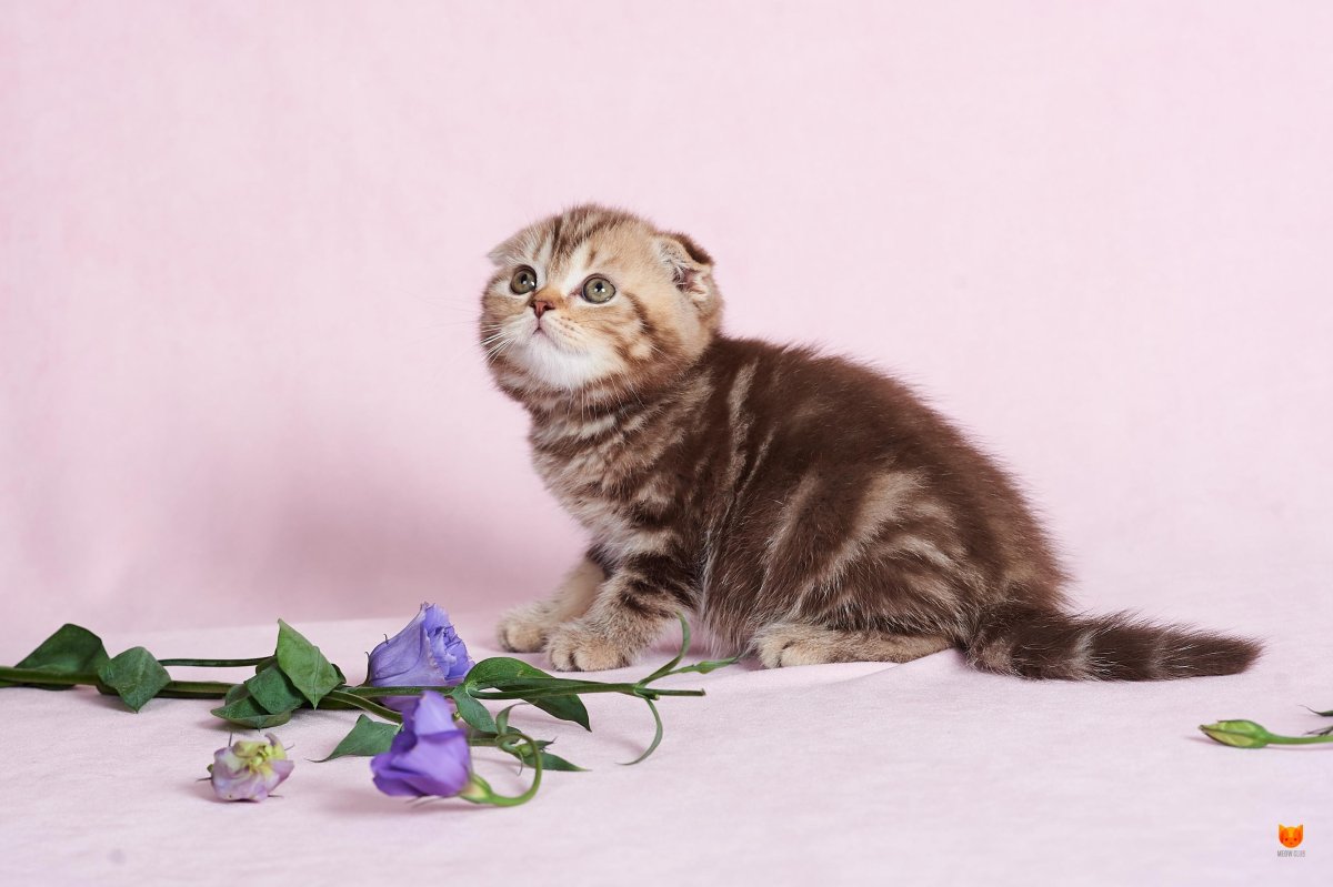 Коты серые британцы вислоухие