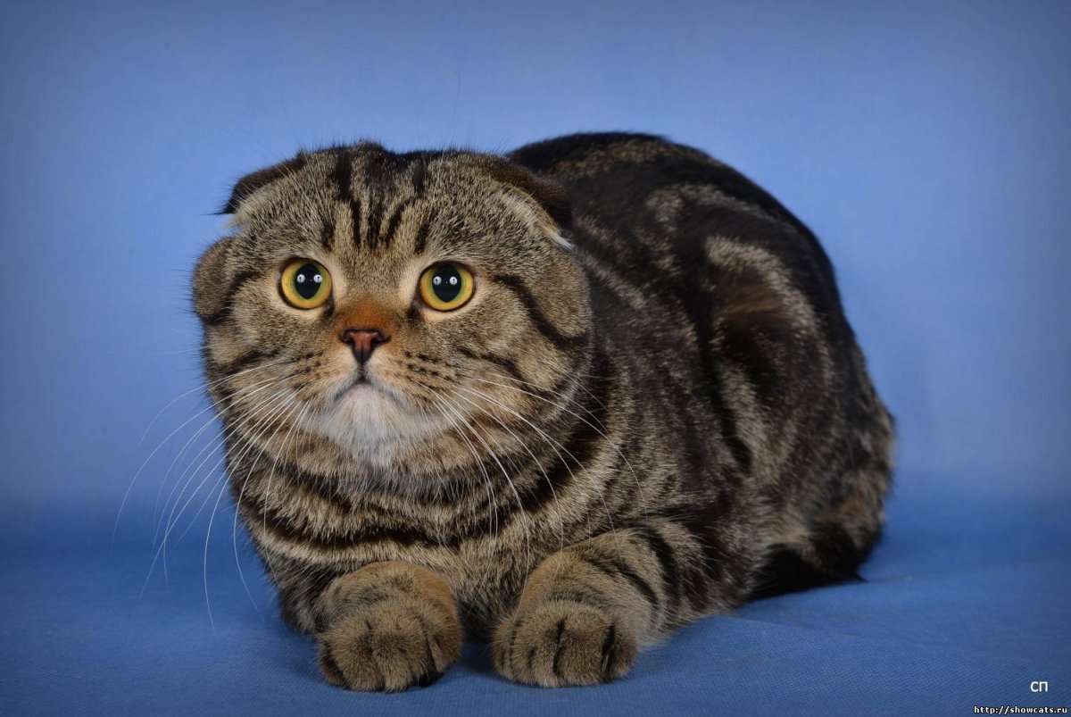 Коты Воители окрасы