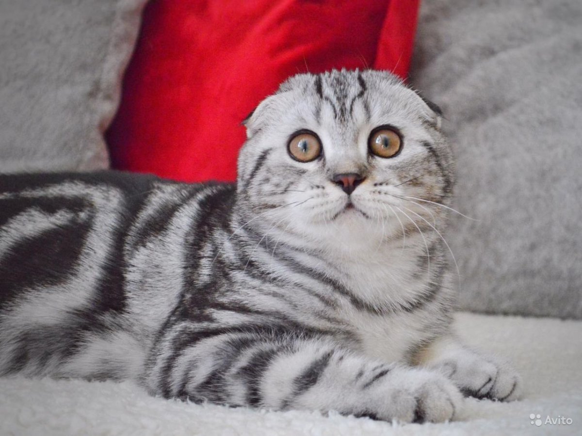 Шотландская вислоухая табби макрель