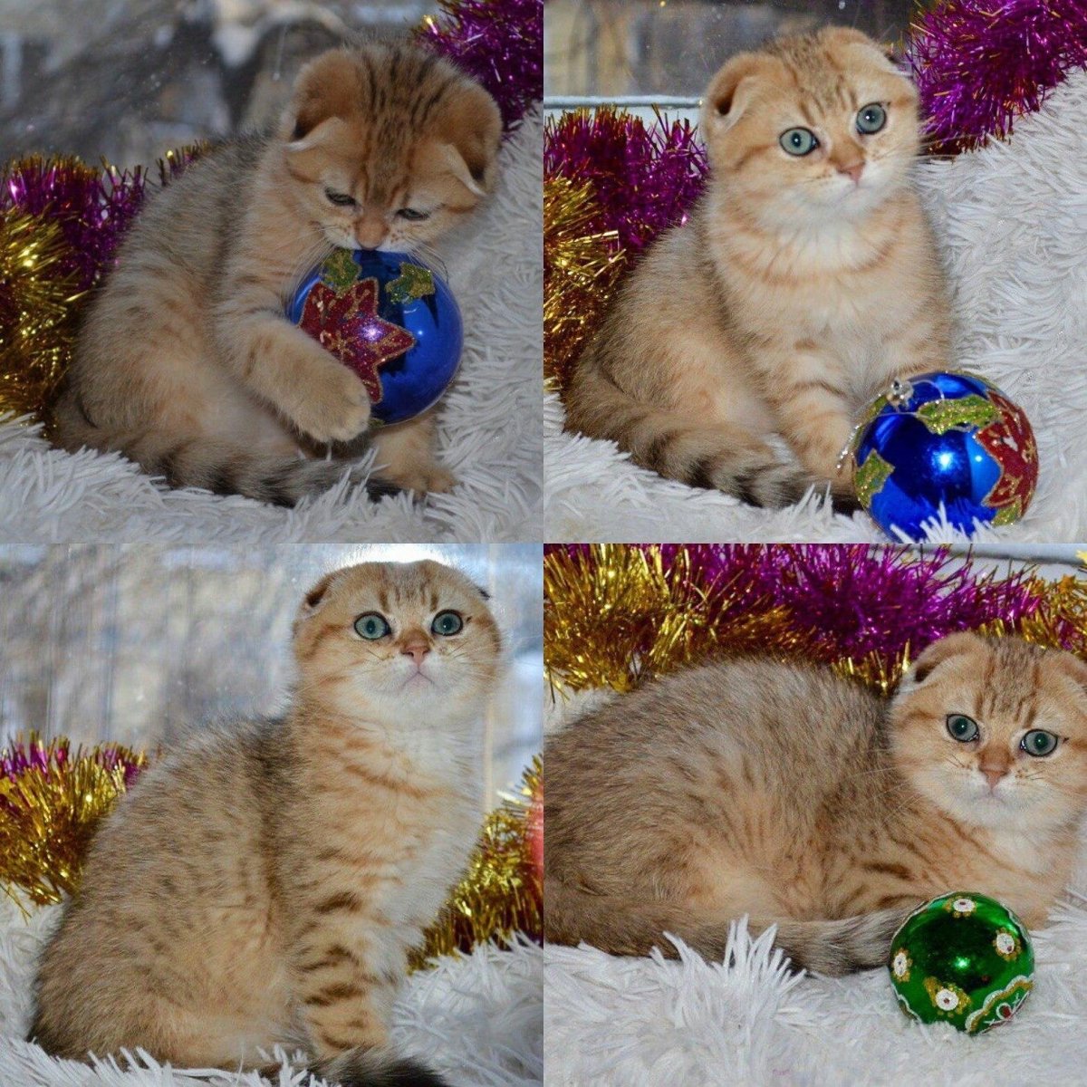 NY 25 окрас шотландских кошек