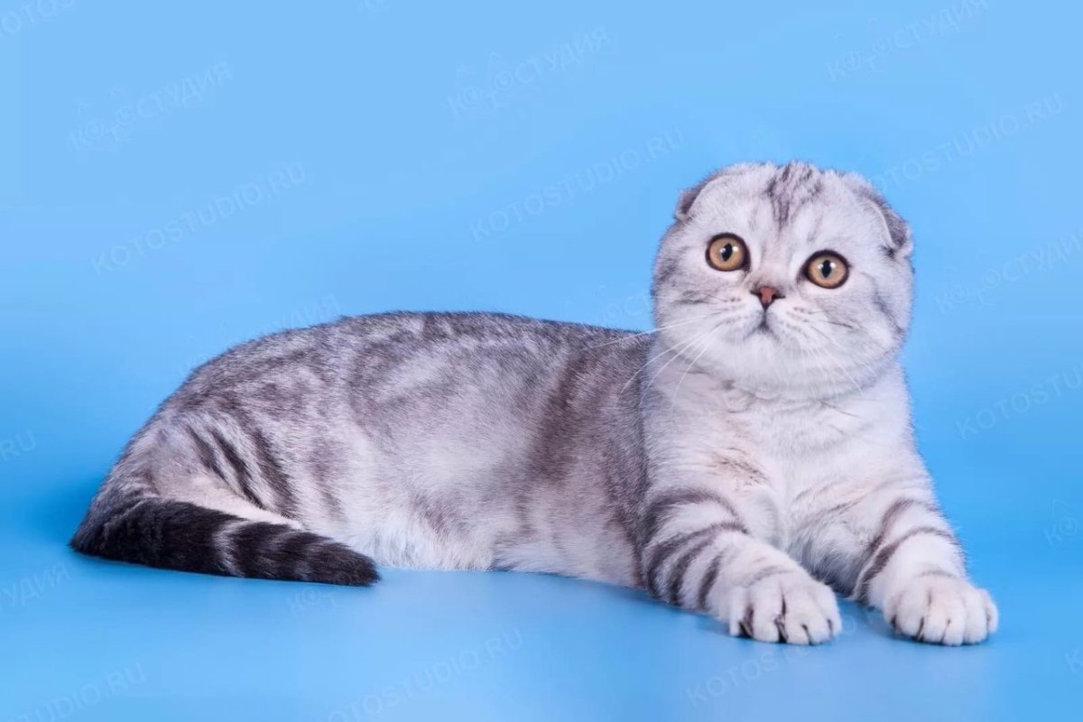 Расцветки шотландских кошек