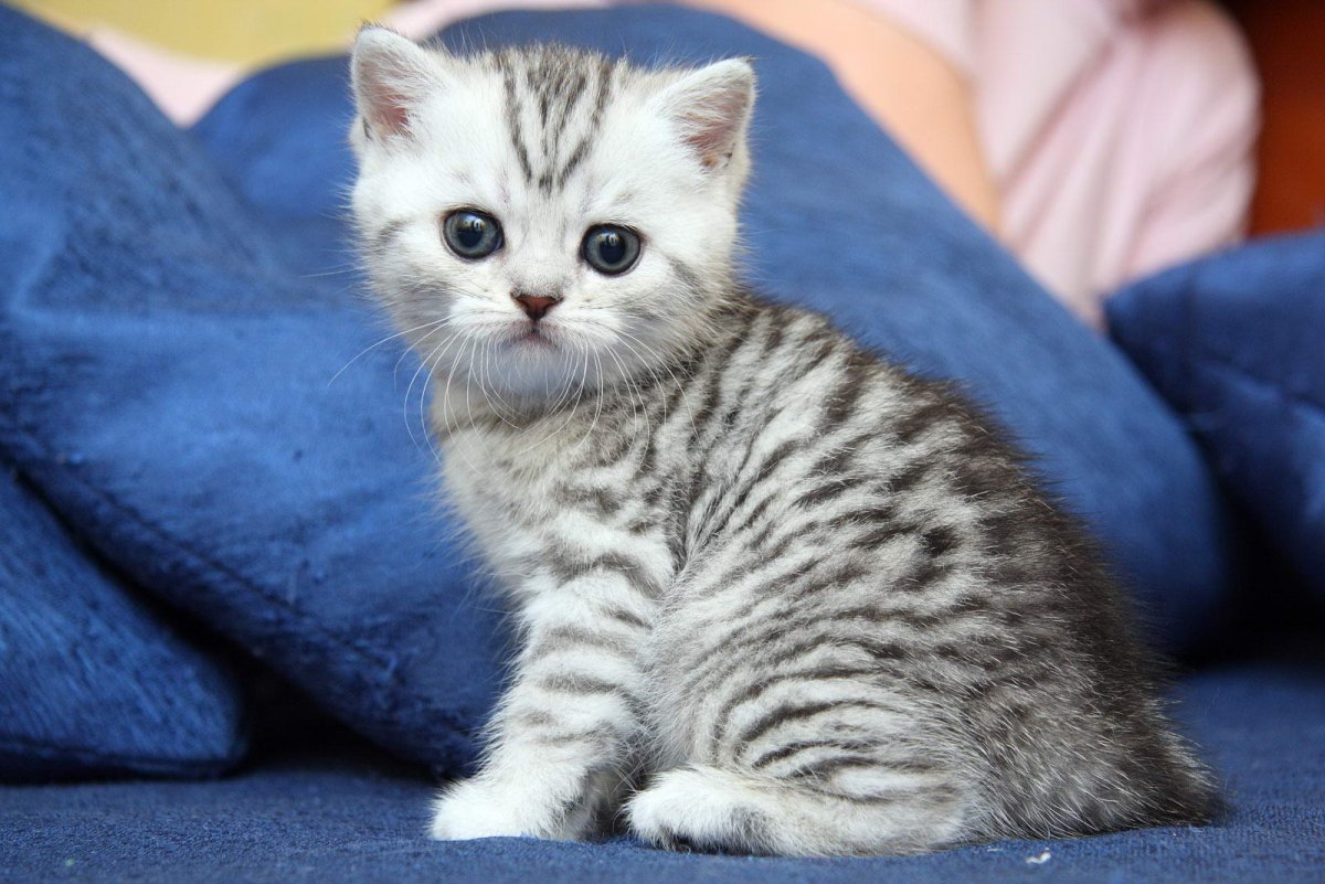 Шотландская вислоухая кошка мраморная