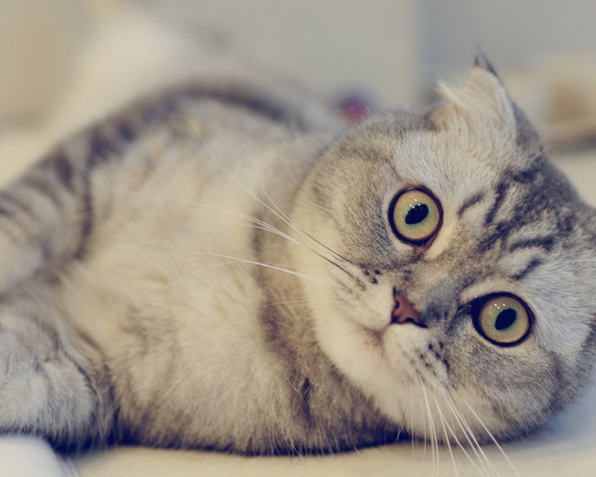 Кот британец серый полосатый